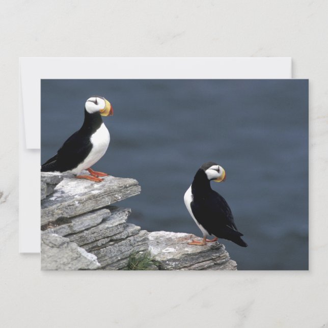 Alaska Puffins Feasted Colorful Birds (Framsida)