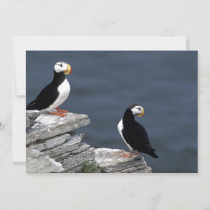 Alaska Puffins Feasted Colorful Birds