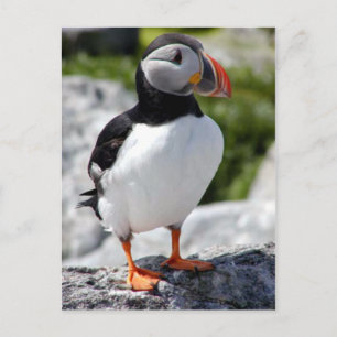 Alaska Puffins Feasted Colorful Birds Vykort