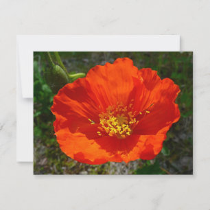 Alaska Red Poppy Colorful Flower