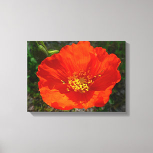 Alaska Red Poppy Colorful Flower Canvastryck