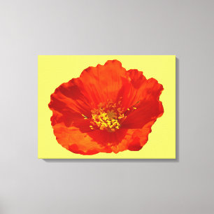 Alaska Red Poppy Colorful Flower Canvastryck