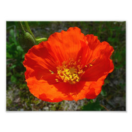 Alaska Red Poppy Colorful Flower Fototryck