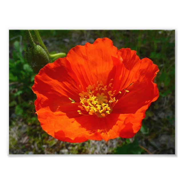 Alaska Red Poppy Colorful Flower Fototryck (Framsidan)