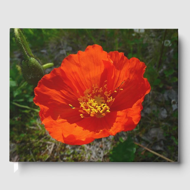 Alaska Red Poppy Colorful Flower Gästböcker (Framsida)