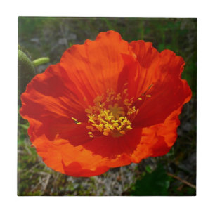 Alaska Red Poppy Colorful Flower Kakelplatta