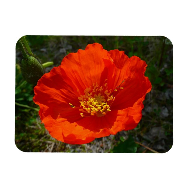 Alaska Red Poppy Colorful Flower Magnet (Horisontell)
