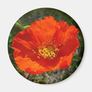 Alaska Red Poppy Colorful Flower Magnet