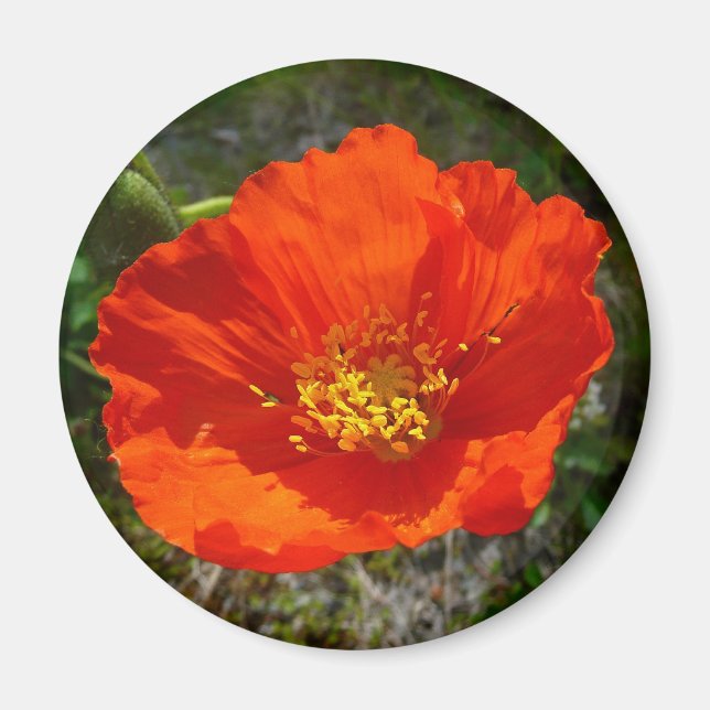 Alaska Red Poppy Colorful Flower Magnet (Framsidan)