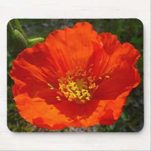 Alaska Red Poppy Colorful Flower Musmatta