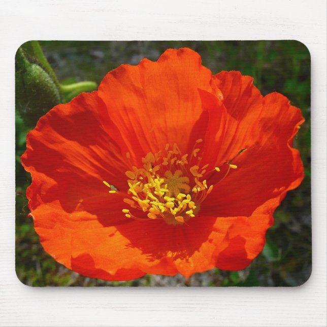 Alaska Red Poppy Colorful Flower Musmatta (Framsidan)