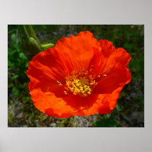 Alaska Red Poppy Colorful Flower