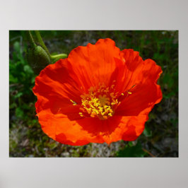 Alaska Red Poppy Colorful Flower Poster