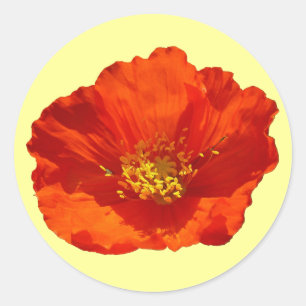 Alaska Red Poppy Colorful Flower Runt Klistermärke