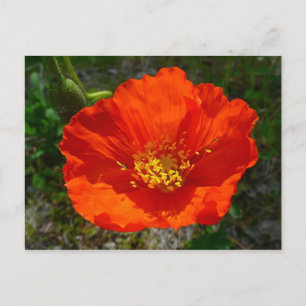 Alaska Red Poppy Colorful Flower Vykort