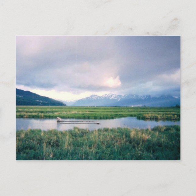 Alaska Sanctuary Vykort (Framsida)