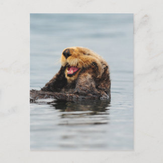 Alaska Sea Otter Vykort