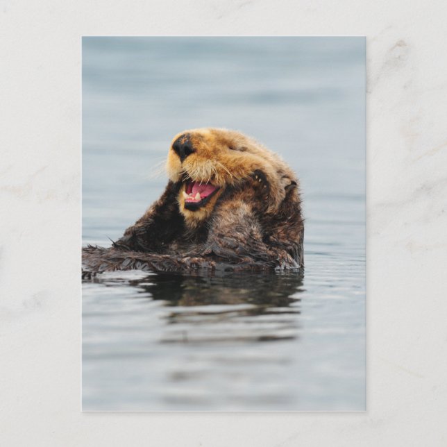 Alaska Sea Otter Vykort (Framsida)