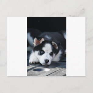 Alaska Siberian Lop Eared Husky Sled Hund Puppy Vykort