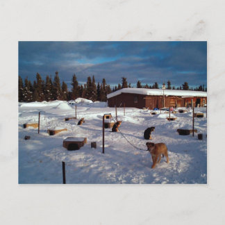 Alaska Sled Hundar Vykort