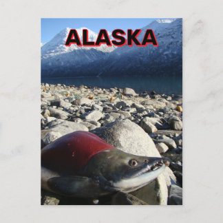 Alaska Sockeye Salmon Vykort