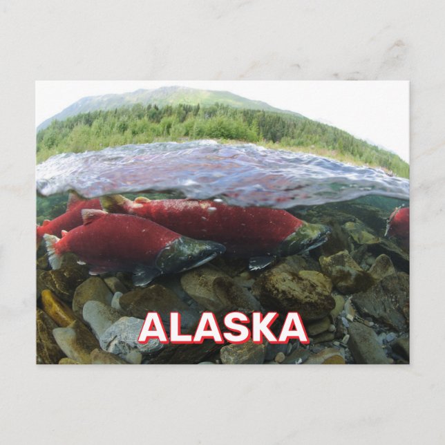 Alaska Sockeye Salmon vykort (Framsida)