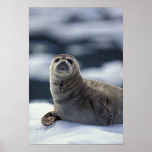 Alaska southeastregionhamn förseglar på is poster