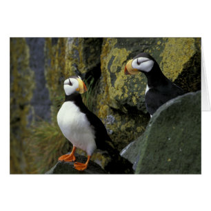 Alaska, St. Paul Island, Pribilofs, hornad Hälsningskort