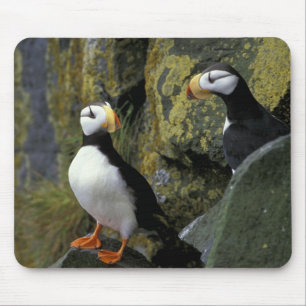 Alaska, St. Paul Island, Pribilofs, tofs Musmatta