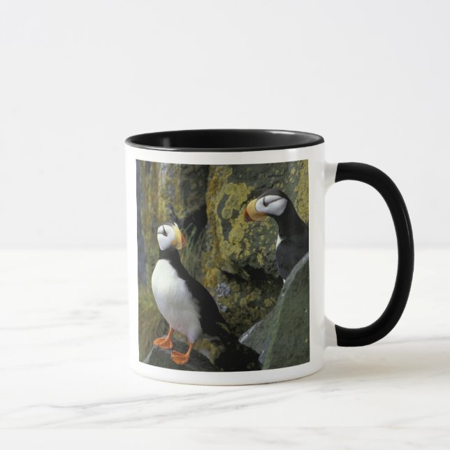 Alaska, St. Paul-ön, Pribiloföarna, horn- Mugg (Höger)