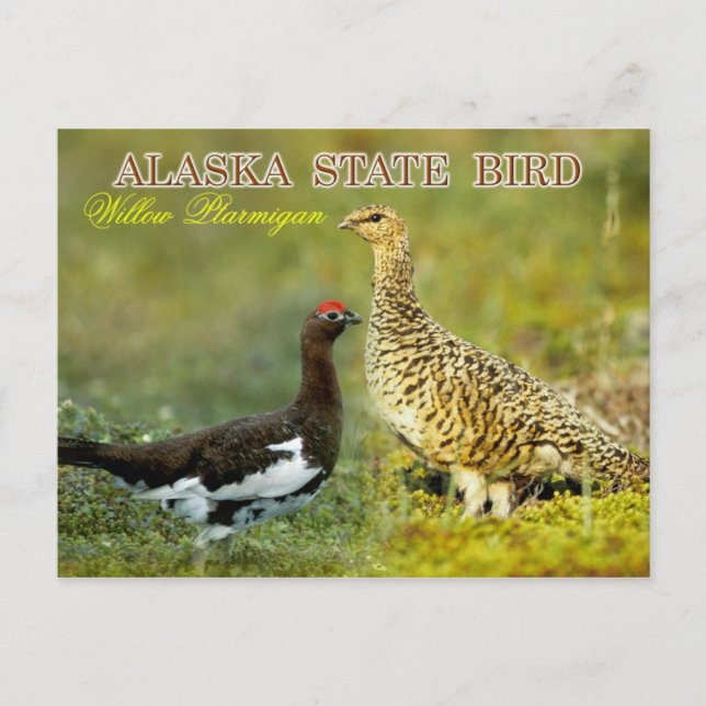 Alaska State Bird - Willow Ptarmigan Vykort (Framsida)