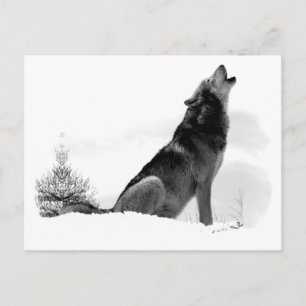 Alaska Timber Varg Postcard Vykort