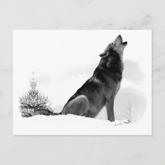 Alaska Timber Varg Postcard Vykort (Framsida)