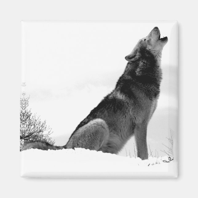 Alaska Timber Varg Refig Magnet (Framsidan)