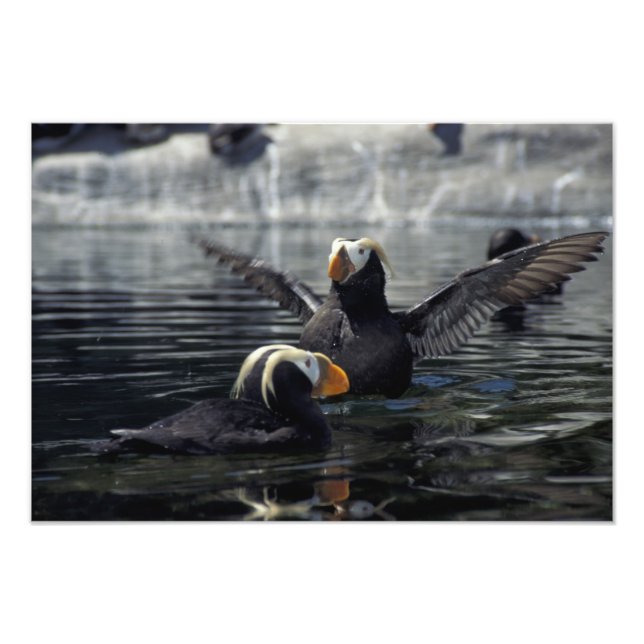 Alaska Tufts puffins Fototryck (Framsidan)
