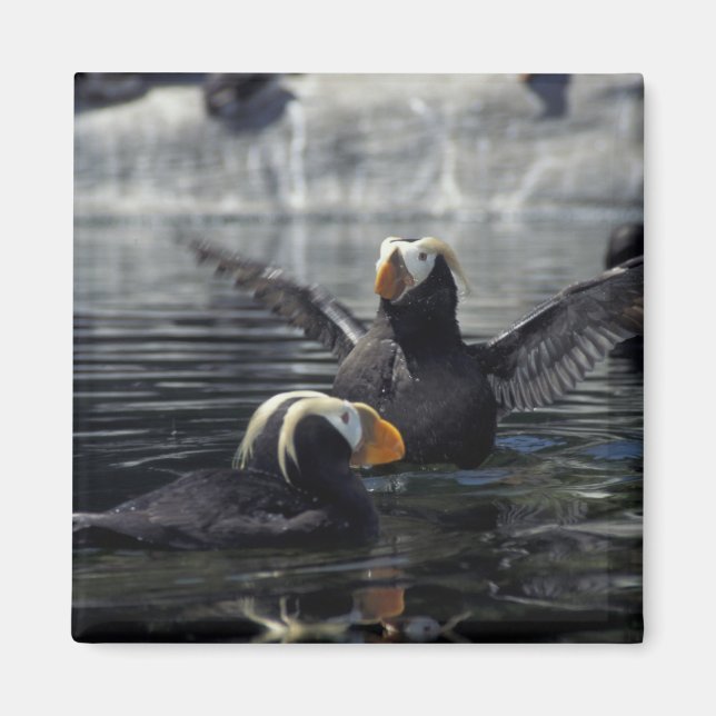 Alaska Tufts puffins Magnet (Framsidan)