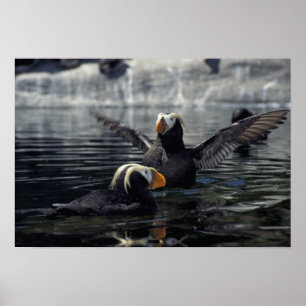Alaska Tufts puffins Poster