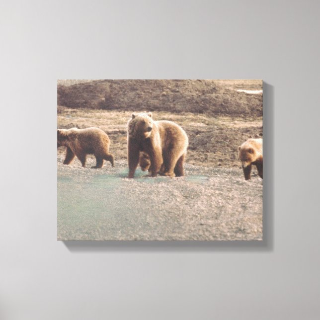 Alaska Tundra Grizzlies Photo Designad Print Canvastryck (Framsida)
