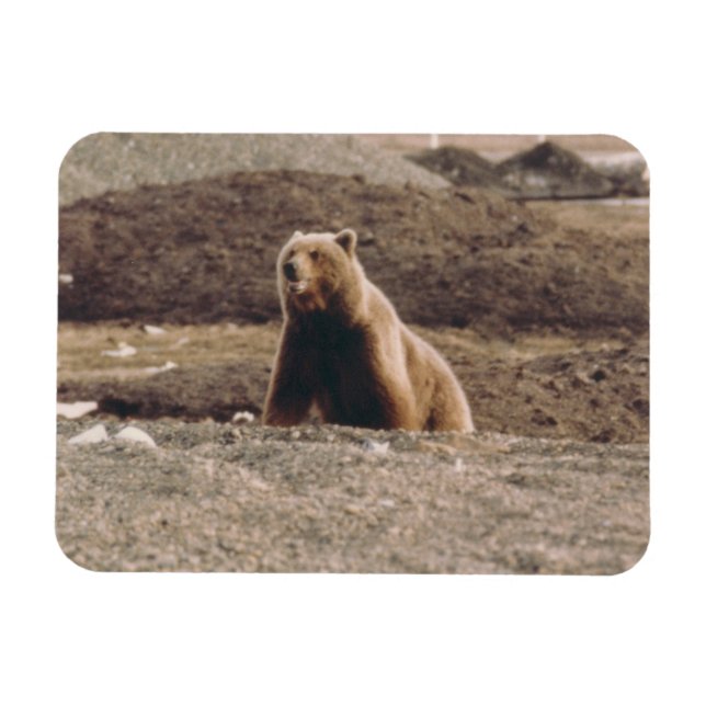 Alaska Tundra Grizzly Sow Arktiska kylskåp Magnet (Horisontell)