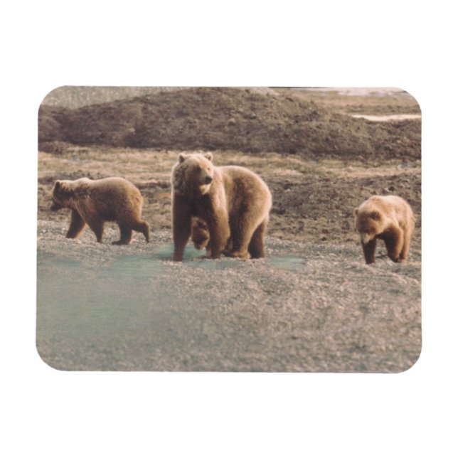 Alaska Tundra Grizzly Sow och Unge kylskåp Magnet (Horisontell)