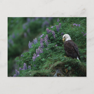 Alaska, Unalaska Island Havsörn bland Nootka Lupin Vykort