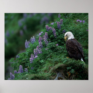 Alaska, Unalaska Island Havsörn bland Nootka Poster