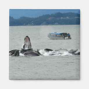Alaska val magnet