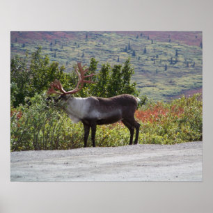 Alaska Västindiou Poster Skriv ut