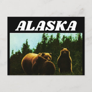 ALASKA VINTAGE GRIZZLY BEAR POSTCARD VYKORT