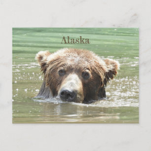 Alaska vycard of grizzly björn vykort
