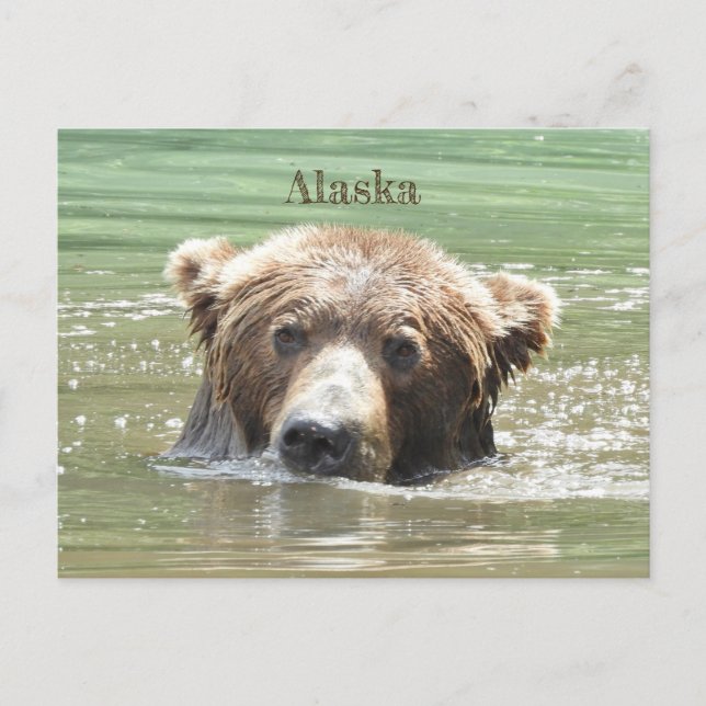 Alaska vycard of grizzly björn vykort (Framsida)