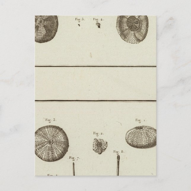 Alaska Vykort (Framsida)