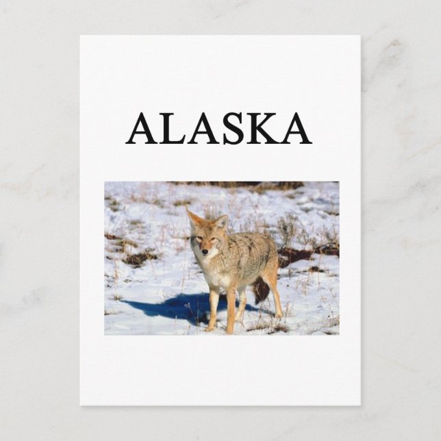 alaska vykort (Framsida)