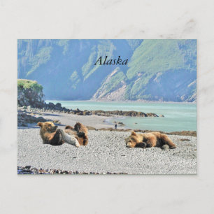 Alaska-vykort med grizzly björn unge vykort